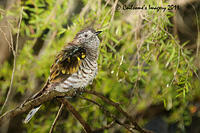 Butcherbirds-Currawongs-Magpie-Woodswallows-Orioles-Figbird-Cuckoo-Strike