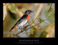 Mistletoebird-Swallows-Martins