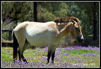 Przewalski Horse 21.jpg