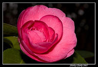 Camellia 79.jpg