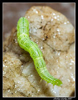 Caterpillar 11.jpg