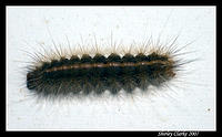 Caterpillar 35.jpg