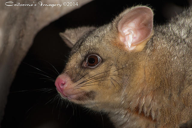 Brush Tailed Possum 08566