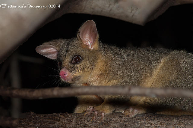 Brush Tailed Possum 08568