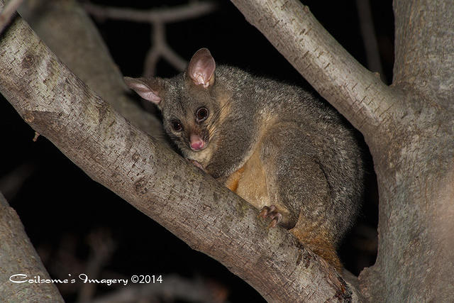 Brush Tailed Possum 08576