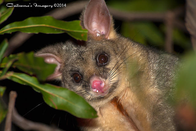 Brush Tailed Possum 08577