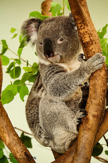 koala 11444
