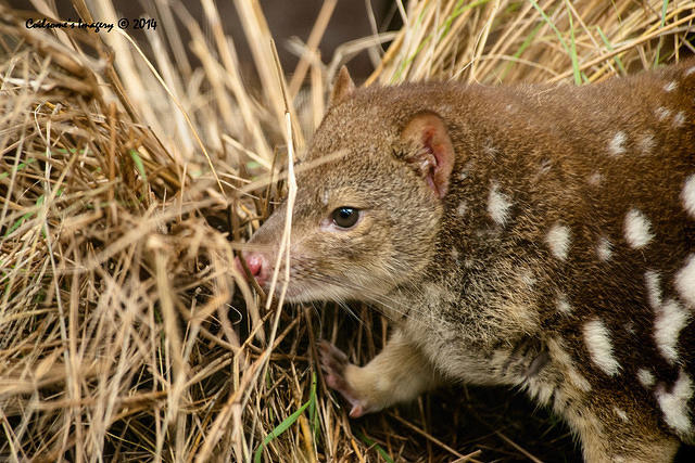 spotted tailed quoll 11547