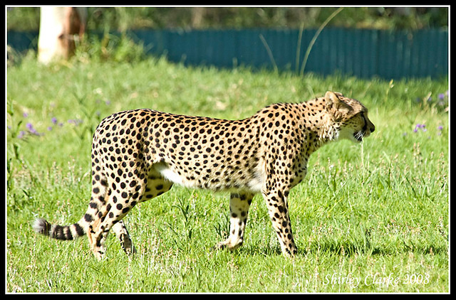Cheetah 2 3