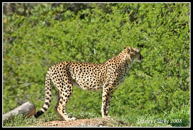 Cheetah92
