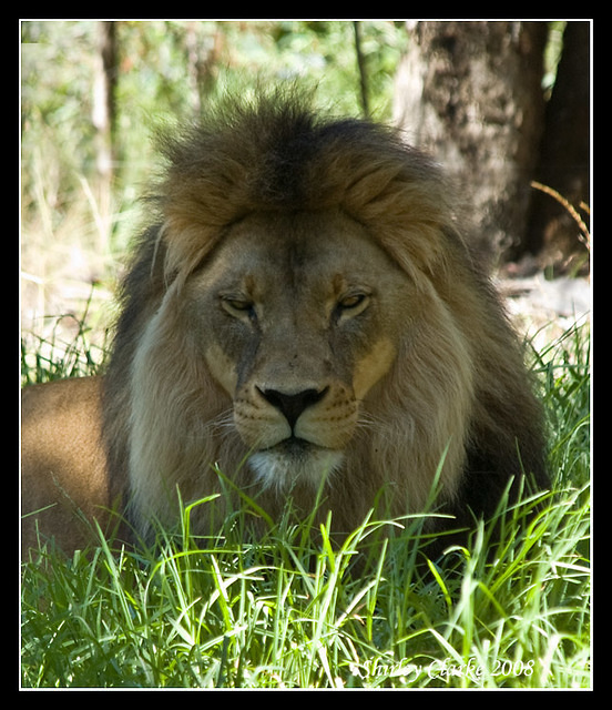 Lion 13
