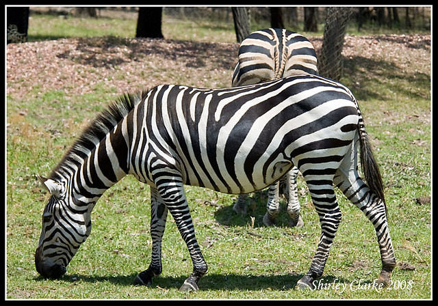 Zebra5