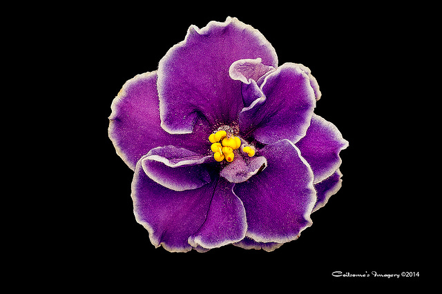 African Violet 04516