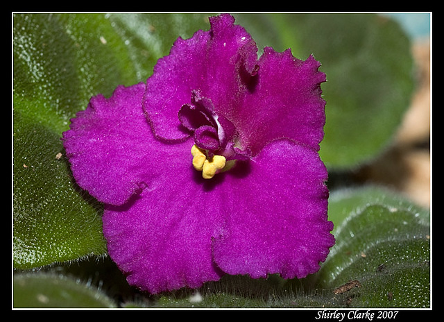 African Violet 34