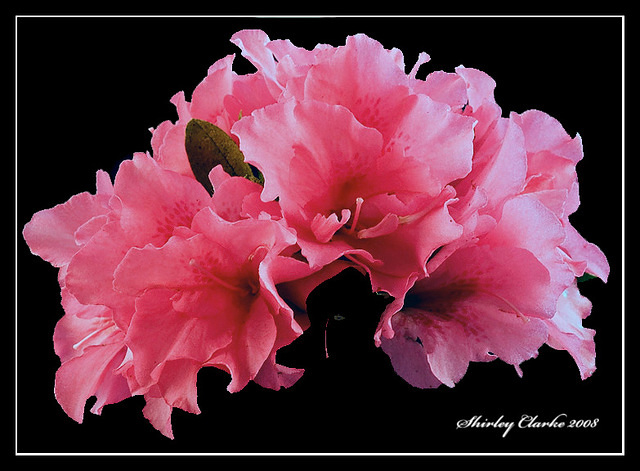 Azalea 2138