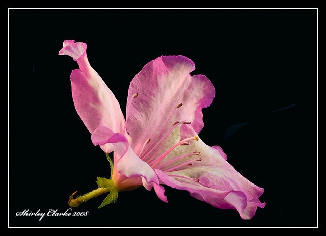 Azalea 2147