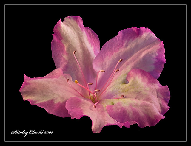 Azalea 2154