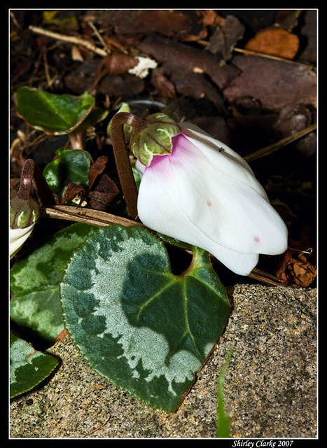 Cyclamen 28