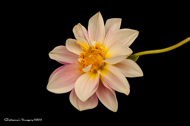 Dahlia 04467