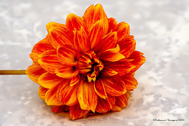 Dahlia 04479