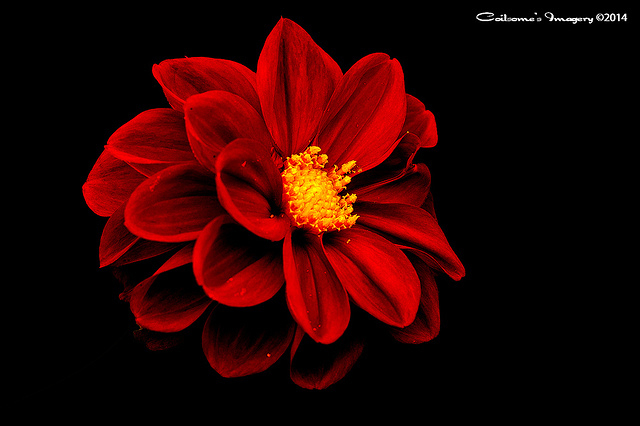 Dahlia 04487