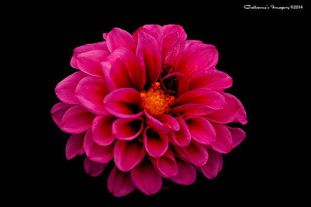 Dahlia 04501