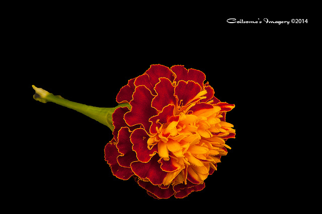 Marigold 04395