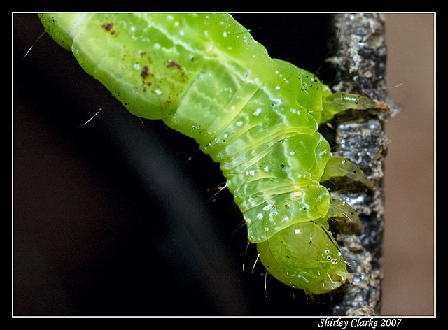 Caterpillar 43 tube