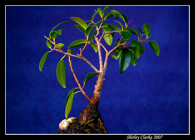 Bonsai Fig 20