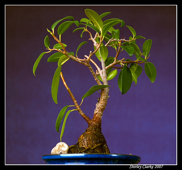 Bonsai Fig 34