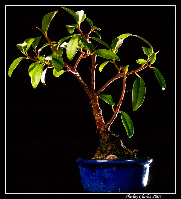 Bonsai Fig 42