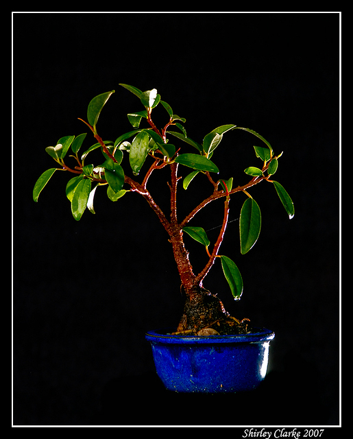 Bonsai Fig 49