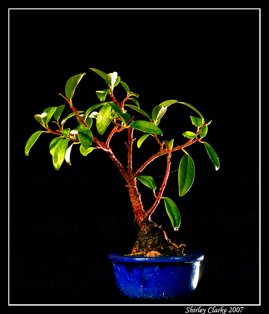 Bonsai Fig 56