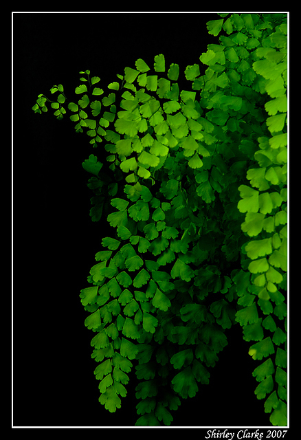 Maidenhair 50