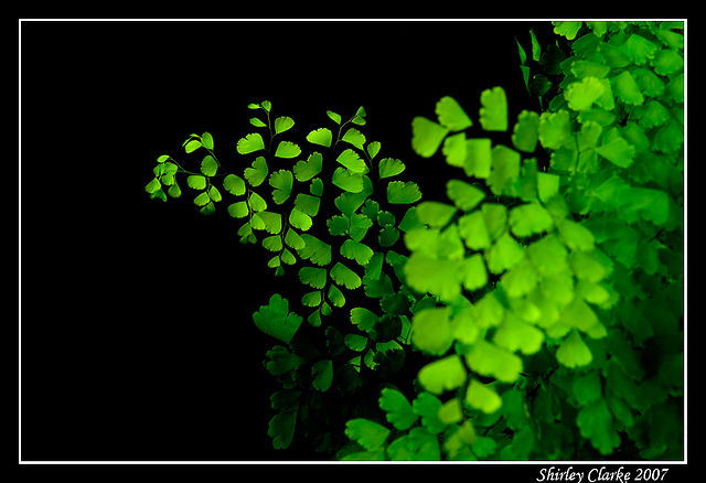 Maidenhair 57