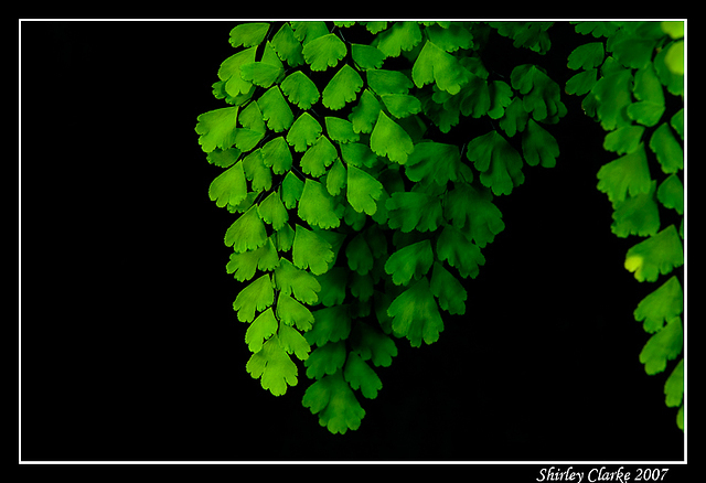 Maidenhair 58