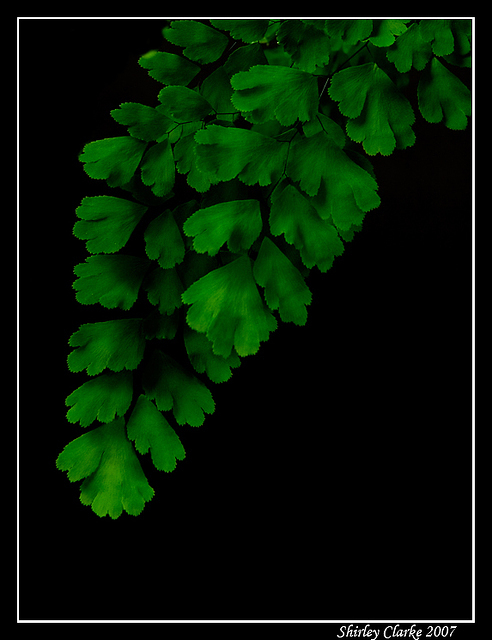 Maidenhair 61