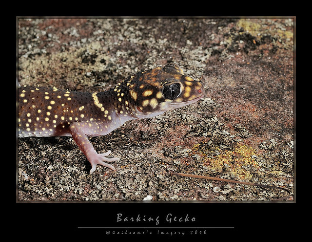 Gecko 8932