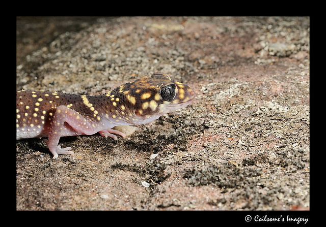 Gecko 8934
