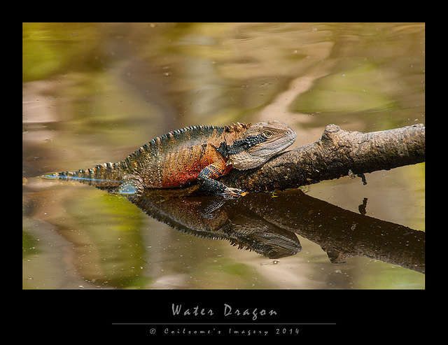 Water Dragon 14696