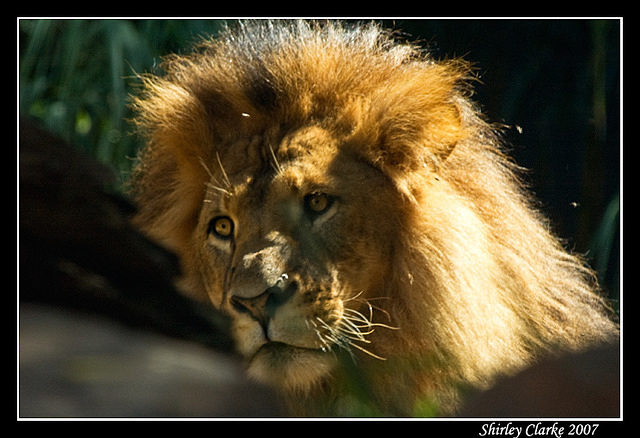 Lion 06