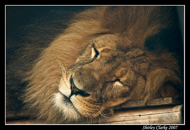 Lion 09