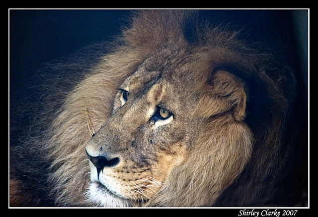 Lion 10