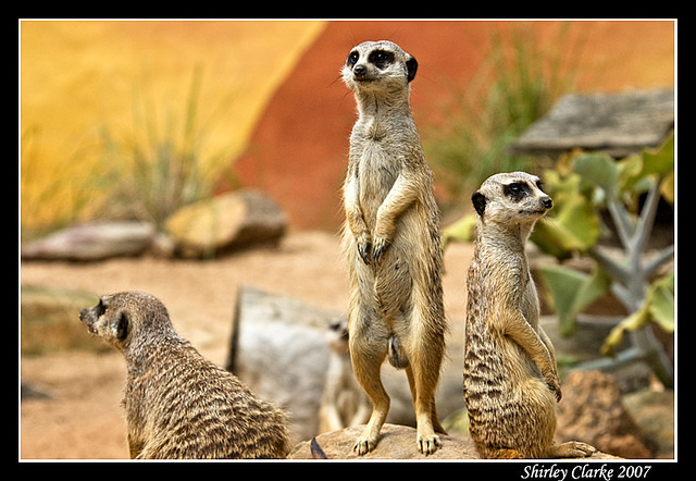 Meerkats 1