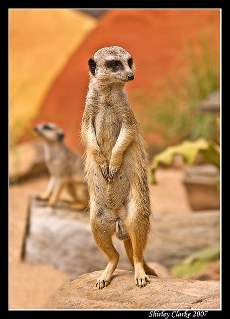 Meerkats 3