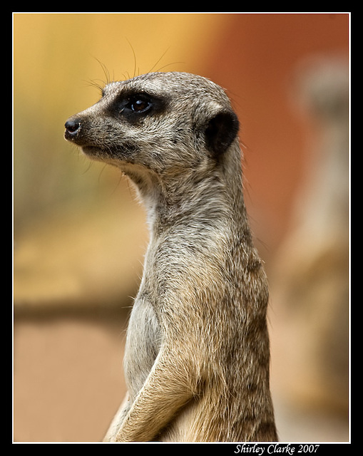 Meerkats 8