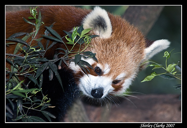 Red Panda 1