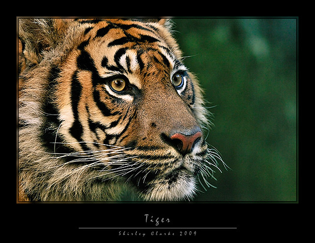 Tiger 01