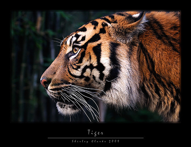 Tiger 04