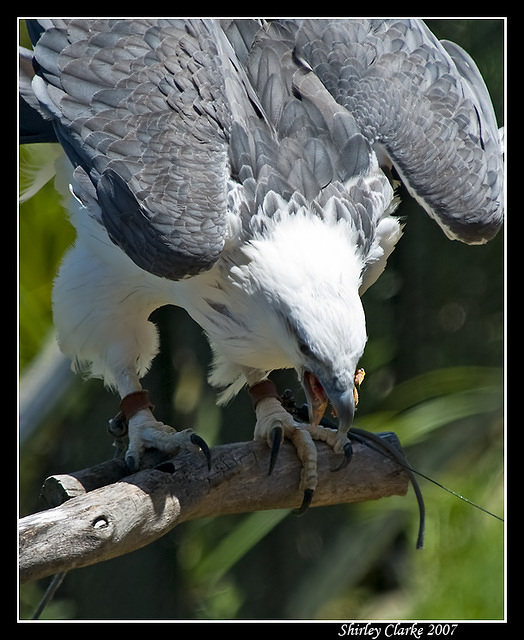 White Belly Sea Eagle 91